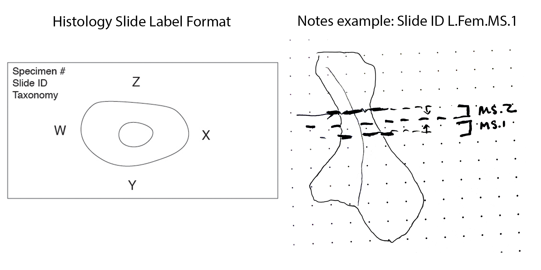 Anatomical directions on all sides of the thin section should be clearly labeled.