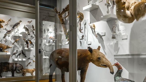 a natural history museum gallery showing various animals on display behind glass