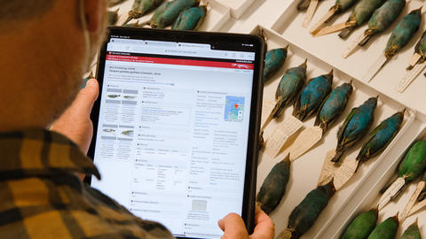 a person looking at a digital screen with a drawer of bird specimens in the background