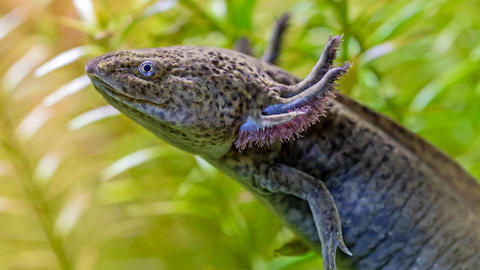 Axolotl swimming among aquatic plants, with its distinctive feathery gills prominently displayed. Photo by Henner Damke