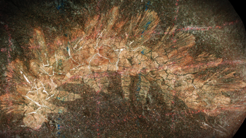 a fossil invertebrate