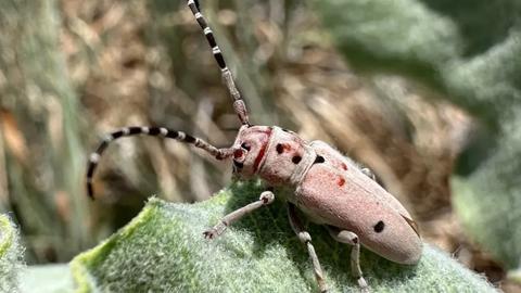 a beetle on a fuzzy green leaf