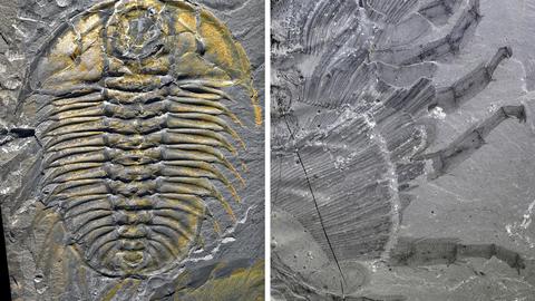 two trilobite fossils