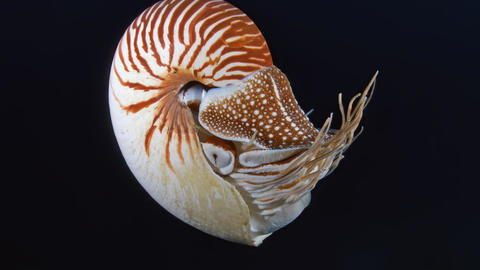 a nautilus swimming 