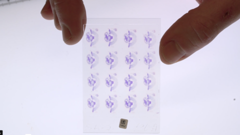 close-up of fingers holding a glass slide