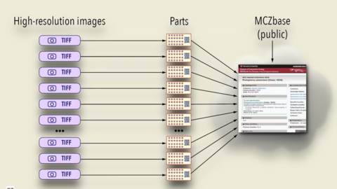 a graphic showing "high-resolution images" filtering to "parts" filtering to "MCZbase (public)"