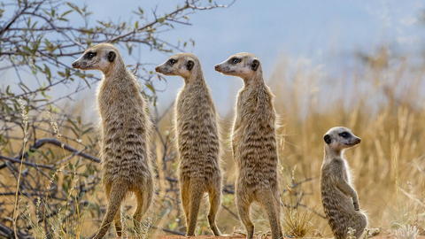 a group of four meerkats outside