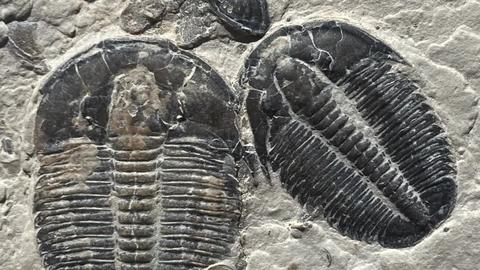 two trilobite fossils embedded in gray stone