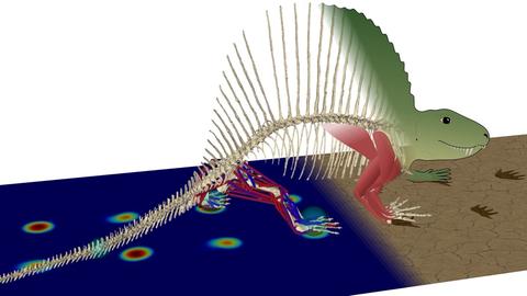 computer image of a dimetrodon showing footsteps and musculature 
