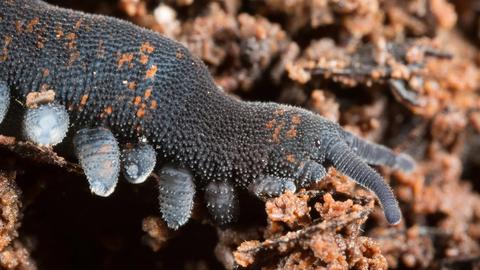a grey-blue velvet worm in dirt 