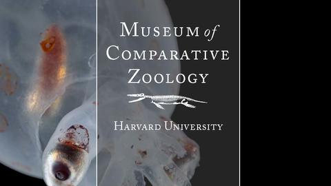a translucent squid on a black background with the text Museum of Comparative Zoology Harvard University Annual Report 2024-2025