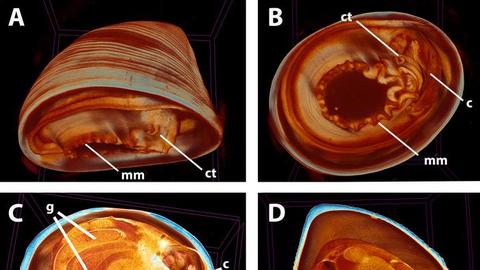 four views of a limpet