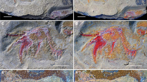 a figure showing six views of a fossil sea scorpion