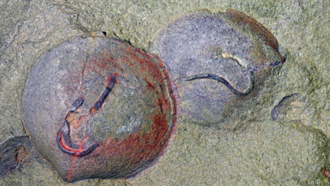 Fossiliferous slab with specimens of the bivalve mollusk Babinka from the Fezouata Shale biota (Early Ordovician) showing evidence of fossilized spionid-like borings
