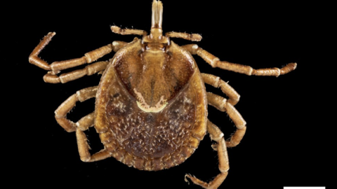 ventral view of a tick on a black background with a .1 cm scale bar