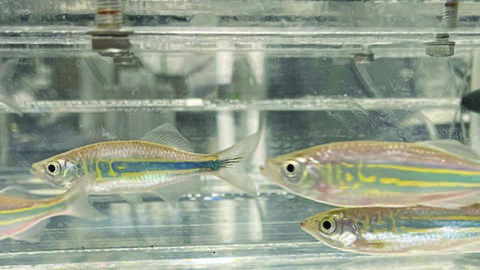 four fish in a clear water tank