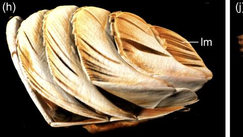 Micro-CT scans of aquatic arthropod gills