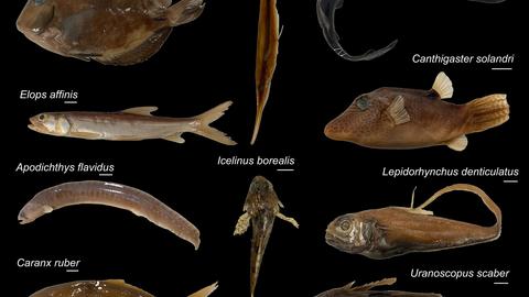 an array of ray-finned fish specimens on a black background