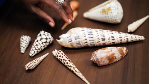 a hand reaching for a shell, among other shells, on a brown surface