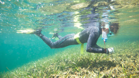 a person snorkeling over sea grass