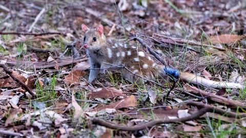 a small spotted rodent on a bed of grass and leaves