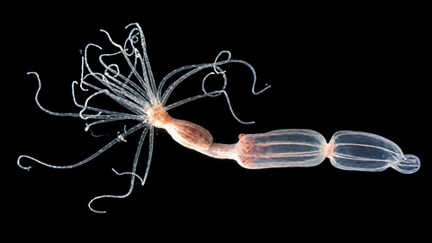 a translucent marine invertebrate on a black background