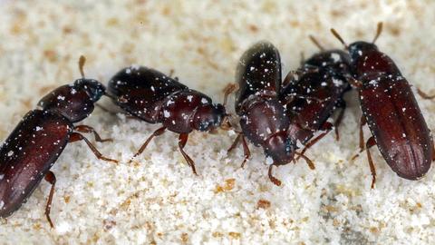 dark brown beetles on a sandy surface