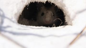 image of a mouse inside a burrow