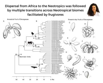 talk poster showing a person's headshot and phylogenetic tree