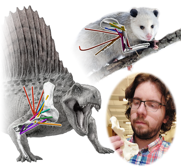 poster showing an extinct reptile, opossum, and a person holding a bone