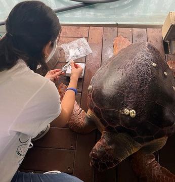 a person working with a large sea turtle