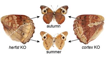 diagram showing different moth/butterfly wing coloration