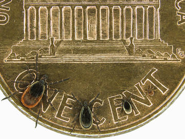 three ticks on the edge of a penny