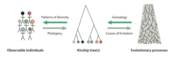 a chart showing the relationship between diversity, genealogy, phylogeny and causes of evolution