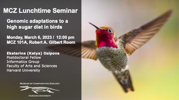 talk advertisment poster with an image of a hummingbird
