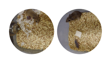 two views of a mice in a nesting box