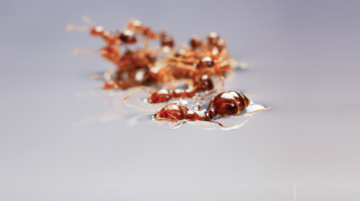 a group of ants submerged in liquid