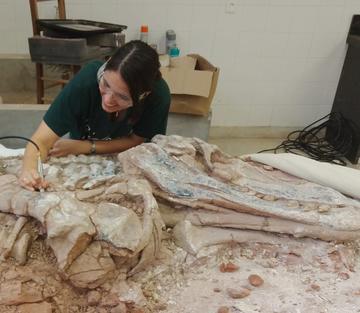 a person working on a large fossil specimen