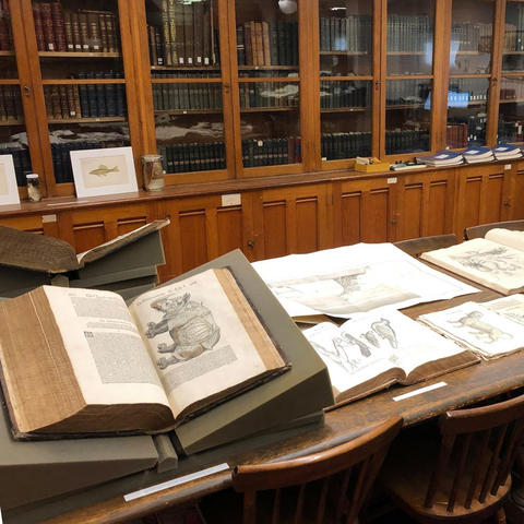 older library books opened to figures with wooden cabinets and shelves in the background