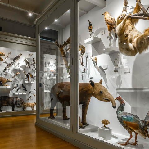 a natural history museum gallery showing various animals on display behind glass