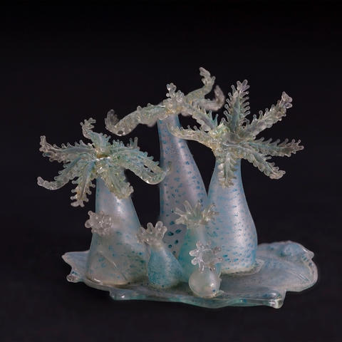 glass model of marine invertebrates