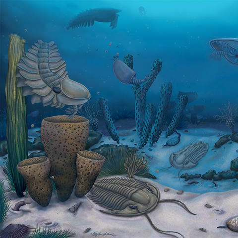 a reconstruction of marine life 500 million years ago