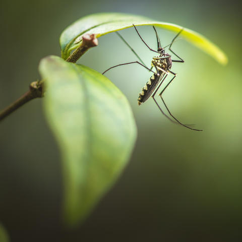 Close up a mosquito hides under green leaf, nature blurred background, macro photos, selective focus, insect Thailand. By Pawich Sattalerd