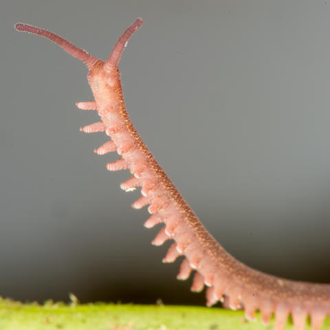 a pink velvet worm in a half-upright position