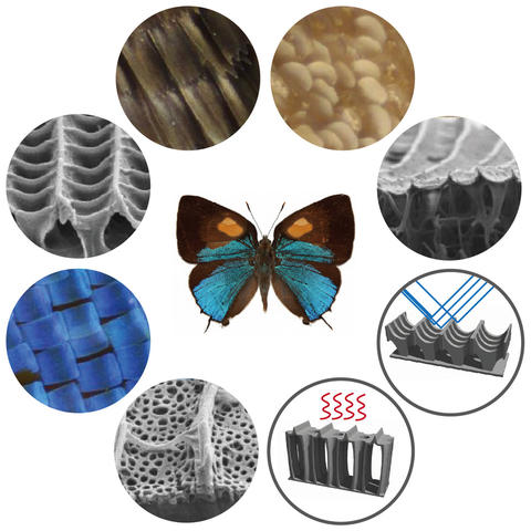 illustration with a butterfly in the center and graphics surrounding it