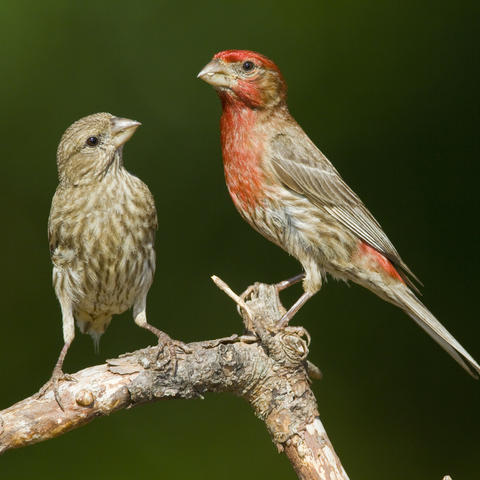 two birds on a branch