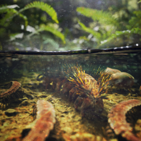 Artistic environmental reconstruction of the Montceau-les-Mines Lagerstätte