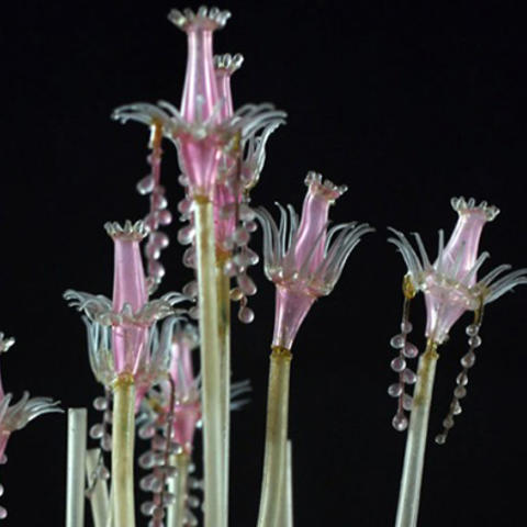 Glass Flowers