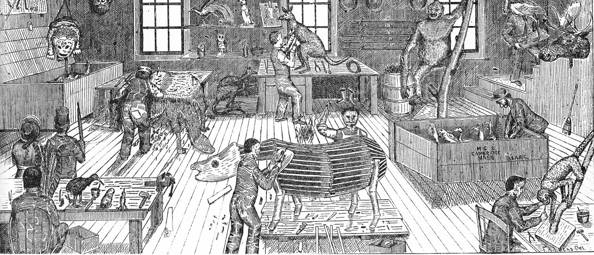 old black and white illustration showing a taxidermy workshop