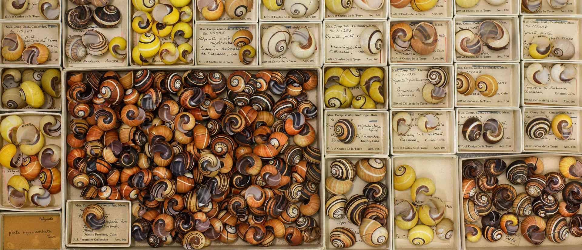 open boxes of yellow and orange shells